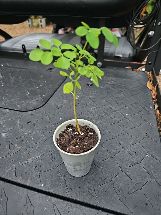 Moringa Rooted Live Plant 8" + Tree Of Life Food Forest NO TX CA